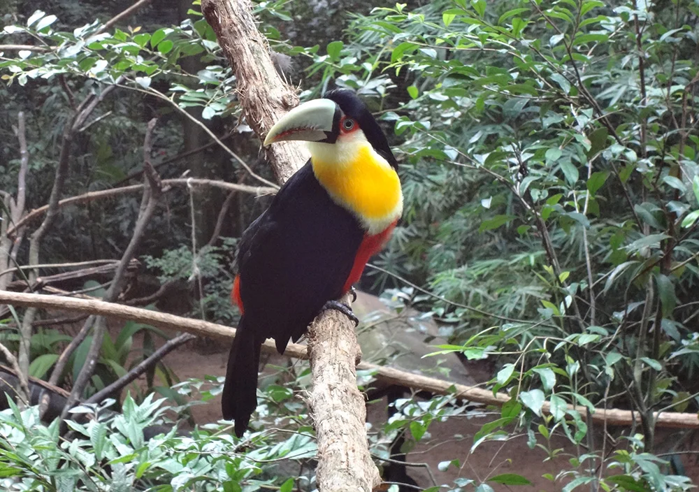 toucan brésilien