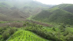 Cameron Highlands